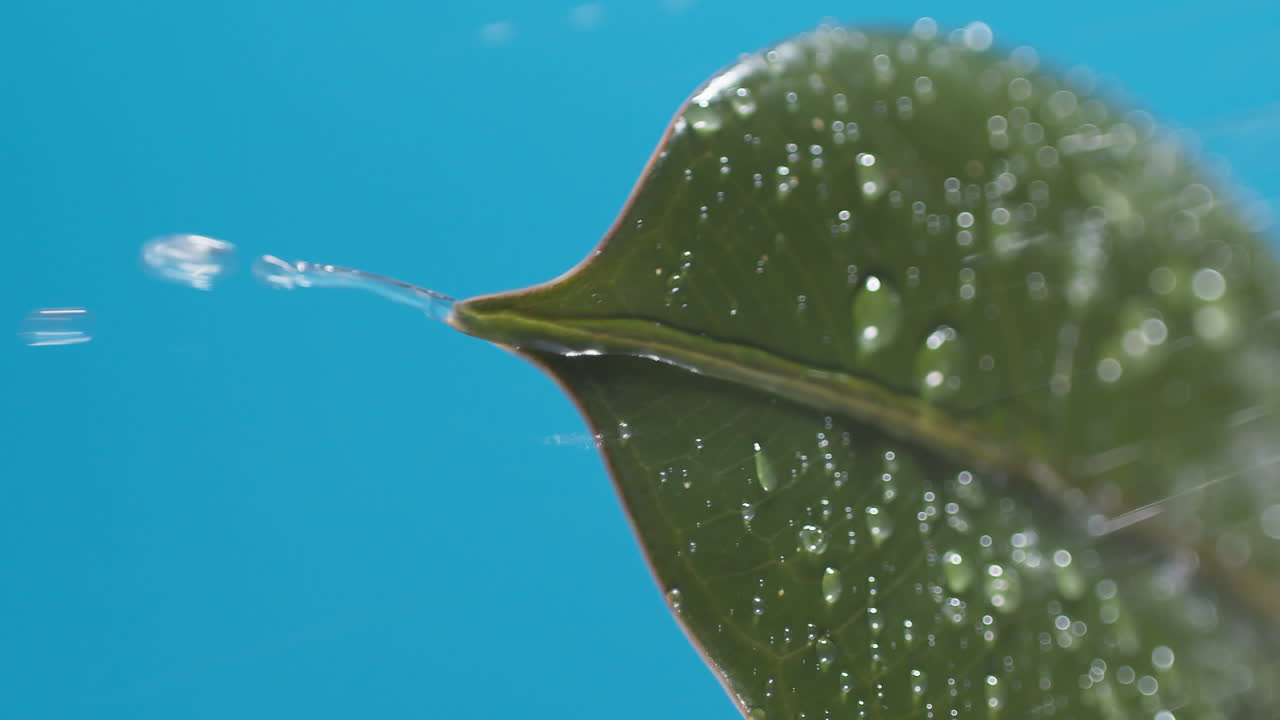 vertical de gotas de agua que gotean de las hojas verdes sobre el fondo azul