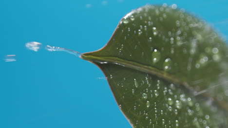 vertical of drops of water drip from the green leaves down on the blue background