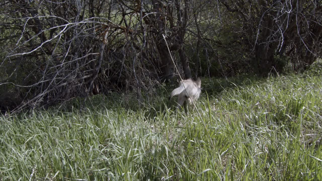 cachorro de lobo explorando los arbustos durante un paseo