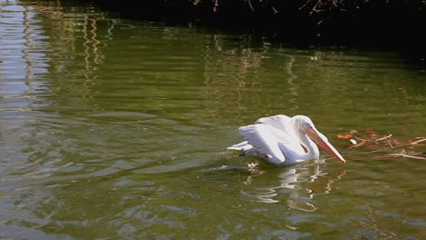 Dalmatian-pelican-swimming-in-a-city-zoo