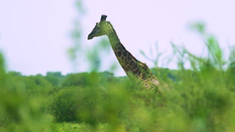 jirafa salvaje capturada en cámara lenta en un impresionante tiro de seguimiento en la naturaleza africana