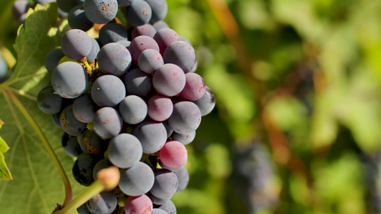 un hermoso racimo oscuro de uvas que crecen bajo el sol en un viñedo rural