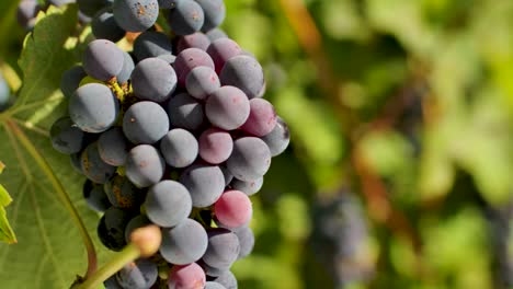 un hermoso racimo oscuro de uvas que crecen bajo el sol en un viñedo rural