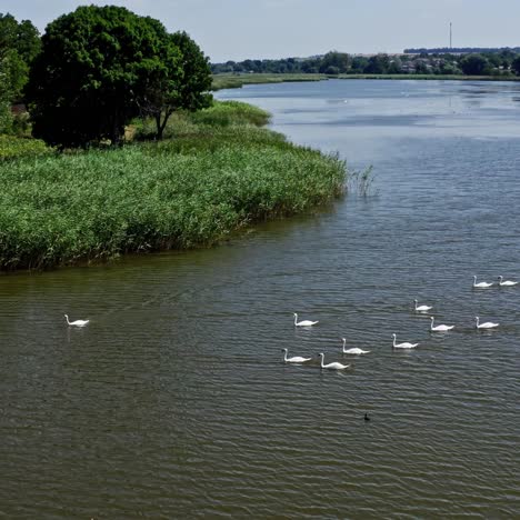 flock of swans on water. many white birds floating on the river in the countryside. wild swans on the lake in summer. beautiful nature.