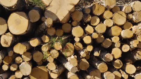 freshly sawn wood logs with clean cuts across from logging operation in forest