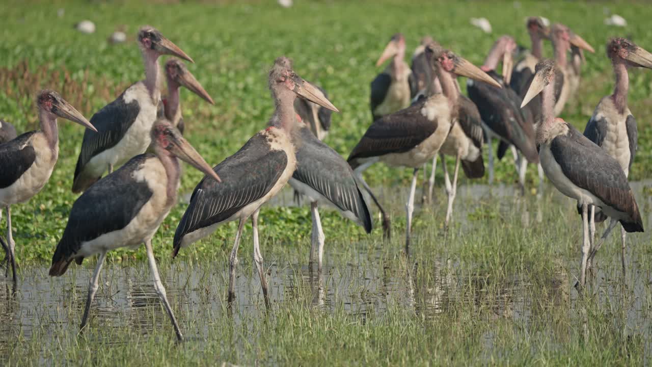 Grande gruppo di marabù in piedi e che guadano le acque basse delle zone umide del lago Naivasha, con vegetazione verde sullo sfondo