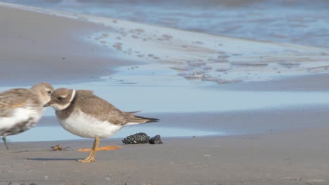 Hermoso-Chorlito-Grande-Común-Y-Correlimos-Común-Pequeño-En-Busca-De-Comida-En-La-Playa-Con-Olas-Rompiendo-En-La-Orilla---Toma-De-Cerca