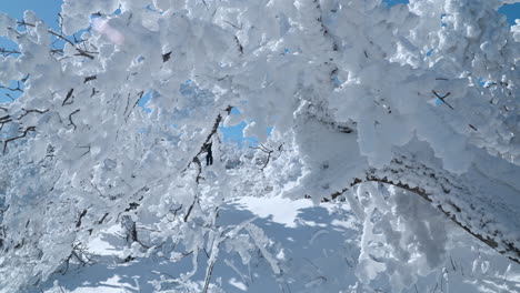 Gehender-POV-Auf-Einer-Schneewehe-Unter-Schneebedeckten-Ästen-Bei-Kaltem,-Sonnigem-Winterwetter-Auf-Dem-Gipfel-Des-Balwangsan,-Gangwon-do,-Südkorea