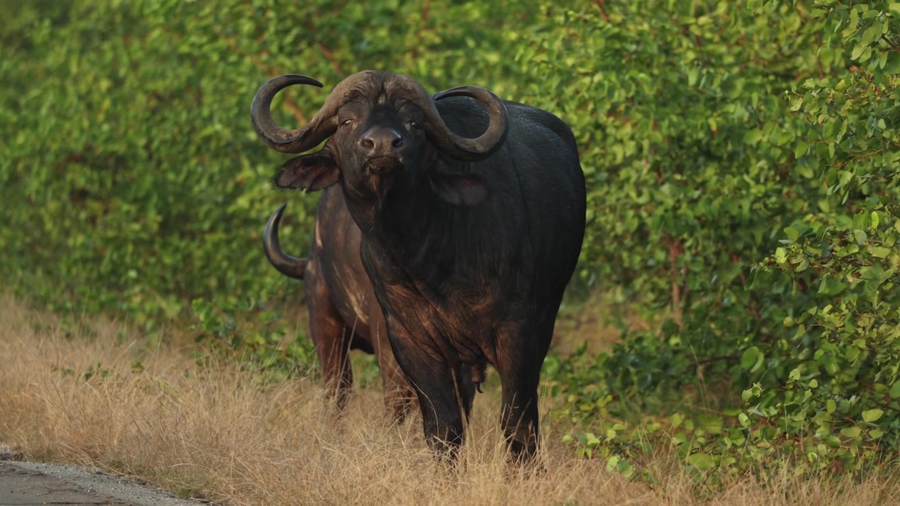 Um búfalo-do-cabo macho a observar os seus arredores antes de olhar diretamente para a câmara, Parque Nacional Kruger, África do Sul.