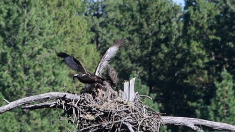 female osprey brings fish to young osprey in a nest