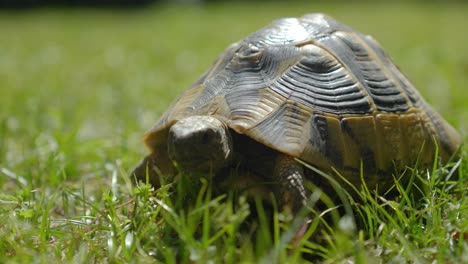 low angle shot of a small tortoise walking and eating through the grass