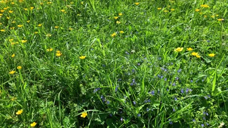 Brisa-Ligera-Se-Balancean-Ranúnculos-De-Pradera-Y-Germander-Speedwells-En-Un-Campo-De-Hierba