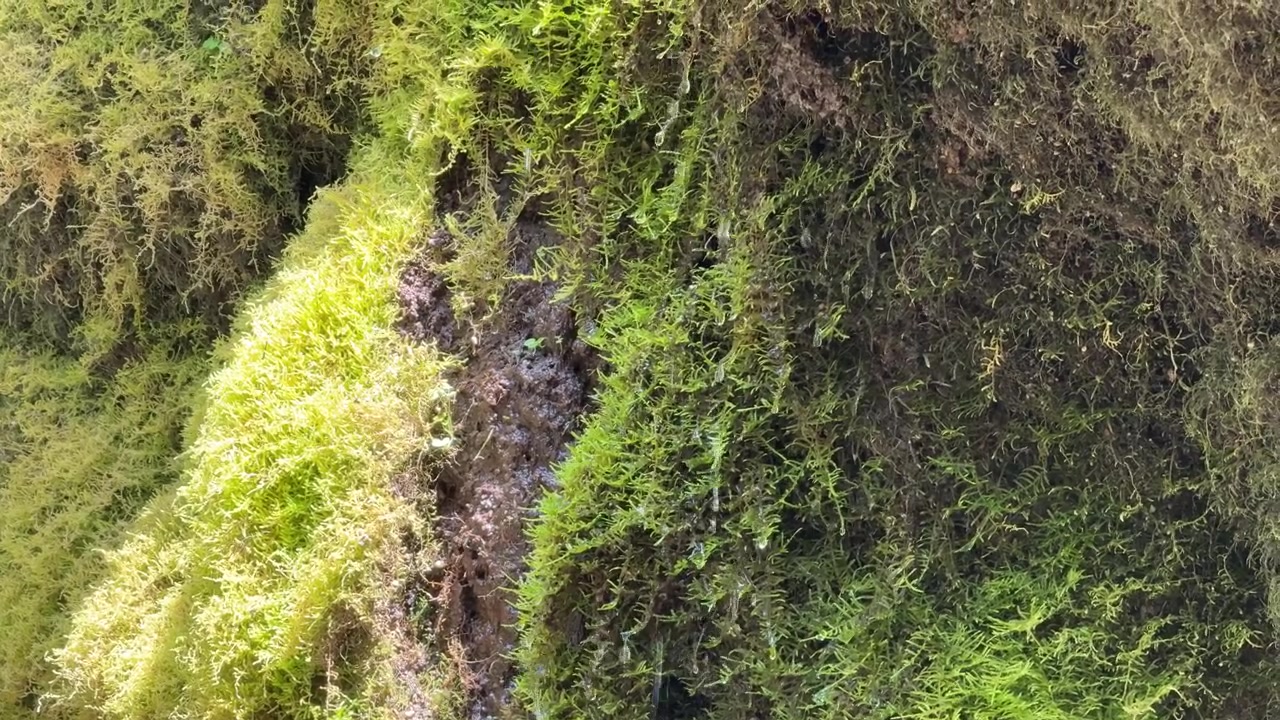 Acqua che scende a rivoli su una parete rocciosa lussureggiante e muschiosa