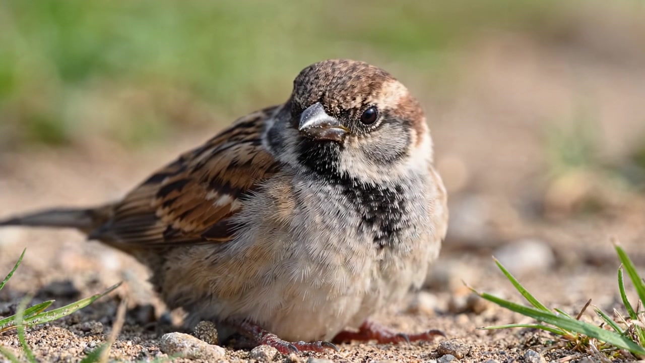 A Beautiful Close-Up of a Sparrow Resting on the Ground, Capturing the Intricate Details of Its Feathers and Eyes Amidst a Natural Green Background