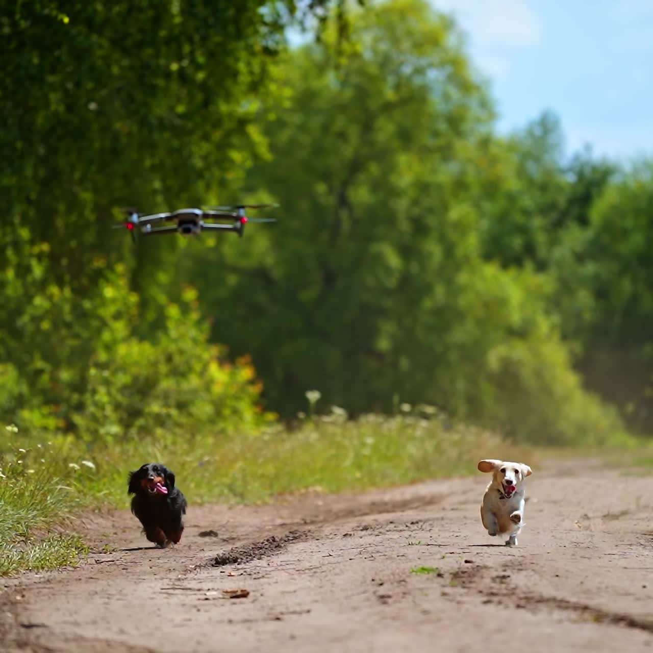 Adorable dogs running. Drone flying over the pet animals among green nature. Active domestic dogs walking outdoors happily.