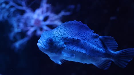 a porcupinefish swims peacefully in a blue-lit tank.