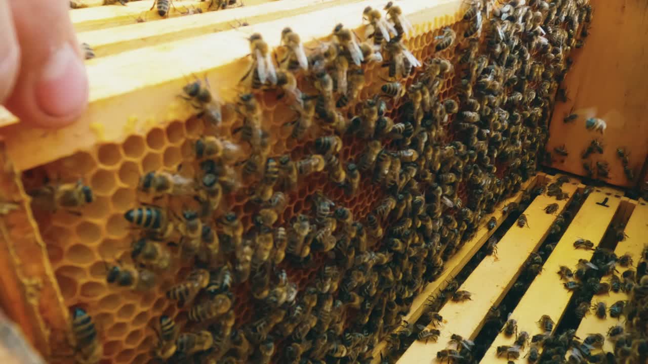 vista a la colmena en un marco de madera lleno de abejas en peines hexagonales típicos