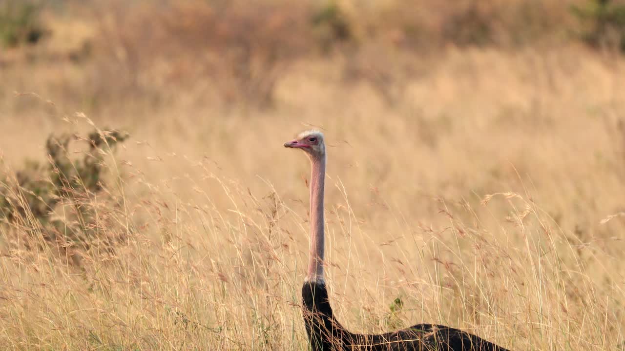 avestruz africana de pie en un campo de pastizales de sabana en masai mara, kenya - de cerca