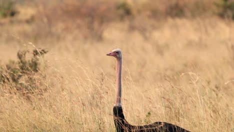 african ostrich standing on savanna grassland field in masai mara, kenya - close up