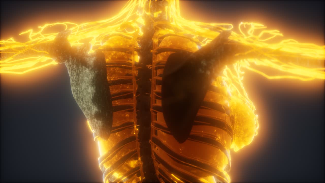 animación colorida del cuerpo humano que muestra huesos y órganos