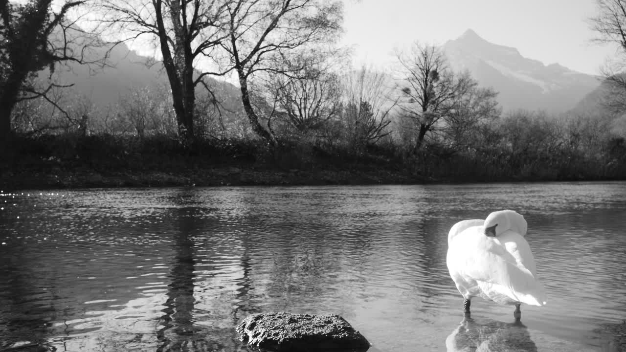спокойная черно-белая сцена лебедя, отдыхающего на берегу реки. спокойная поза лебедя и спокойная обстановка создают чувство спокойствия и спокойствия.