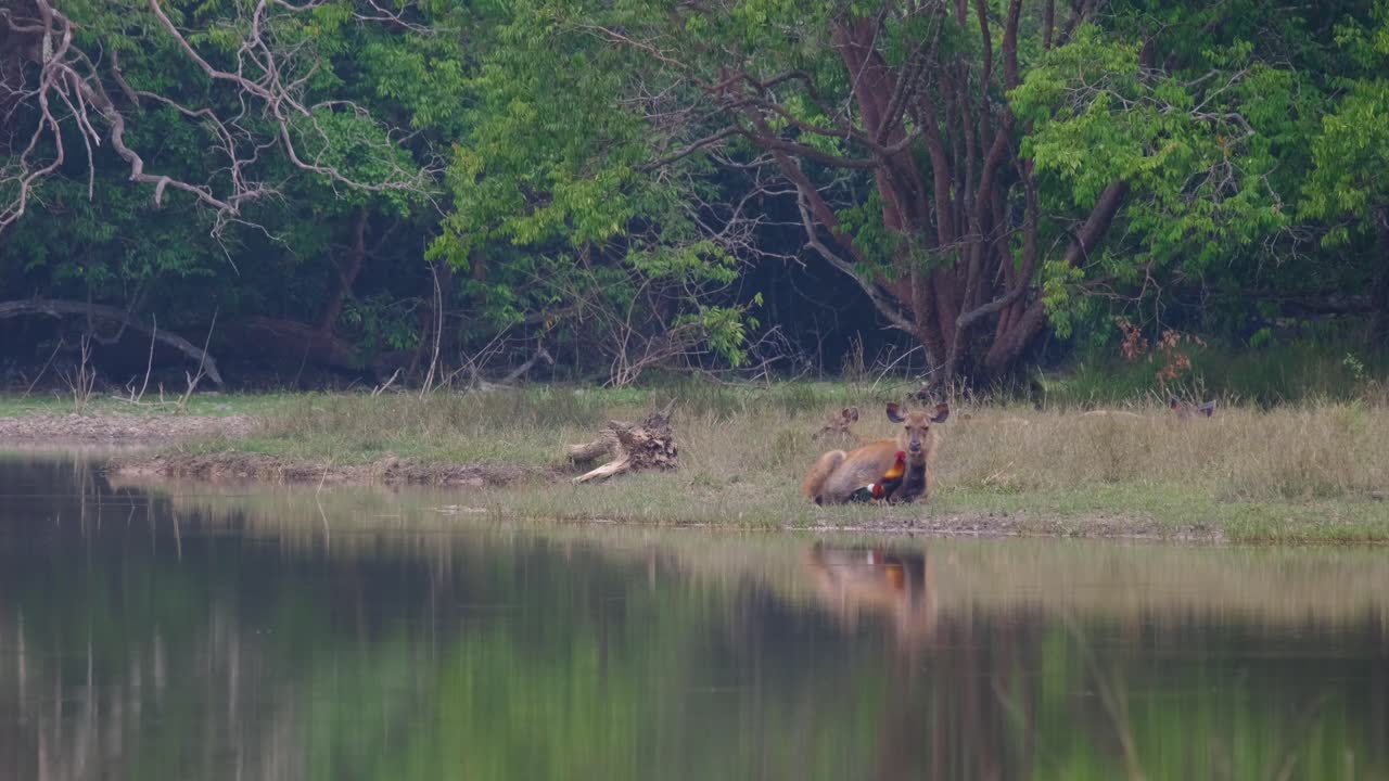 ciervo sambar, rusa unicolor y un pájaro de la selva, gallus, alimentándose de las plagas que viven en el cuerpo del ciervo, santuario de vida silvestre de phu khiao, tailandia