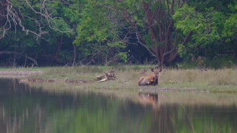 sambar deer, rusa unicolor and a junglefowl, gallus, feeding on the pests living on the body of the deer, phu khiao wildlife sanctuary, thailand