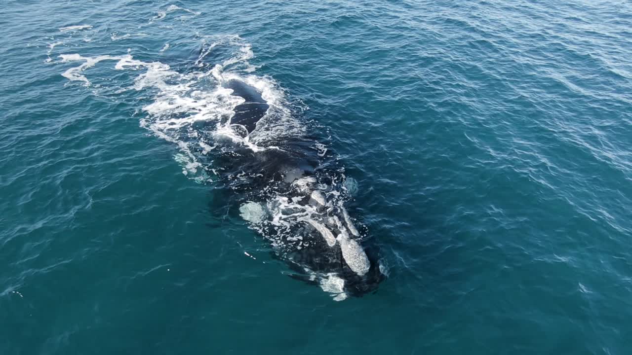 등을 물고 날아가는 고래를 공격하는 갈매기 - 공중 촬영