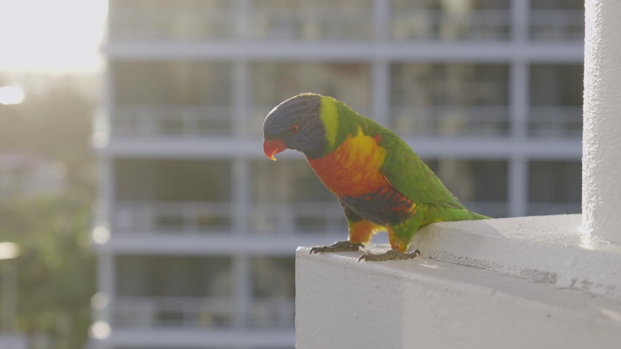 Parrot sitting on balcony in the city Gold Coast, Australia during sunset.