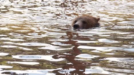 Zeitlupenvideo-Eines-Grizzlybären,-Der-In-Einem-Teich-Schwimmt,-Wobei-Nur-Die-Oberseite-Seines-Kopfes-Freiliegt