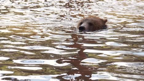 slow motion video of a grizzly bear floating in a pond, with only the top of it's head exposed