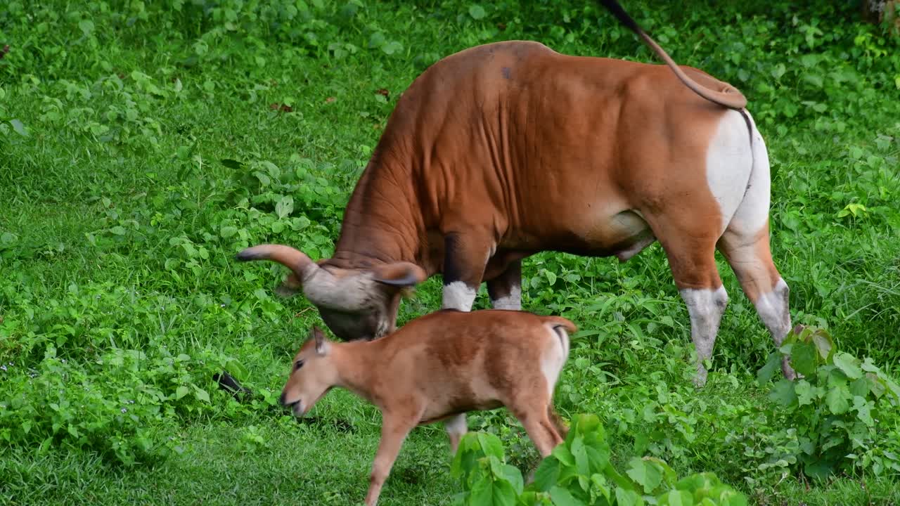 banteng 또는 tembadau는 동남아시아에서 발견되고 일부 국가에서는 멸종된 야생 소입니다.