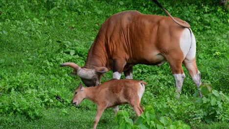 o banteng ou tembadau, é um gado selvagem encontrado no sudeste asiático e extinto em alguns países