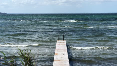 seagul-on-the-board-walk