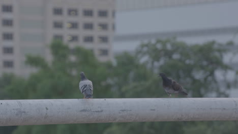 dos palomas caminan sobre el pasamanos en el estacionamiento