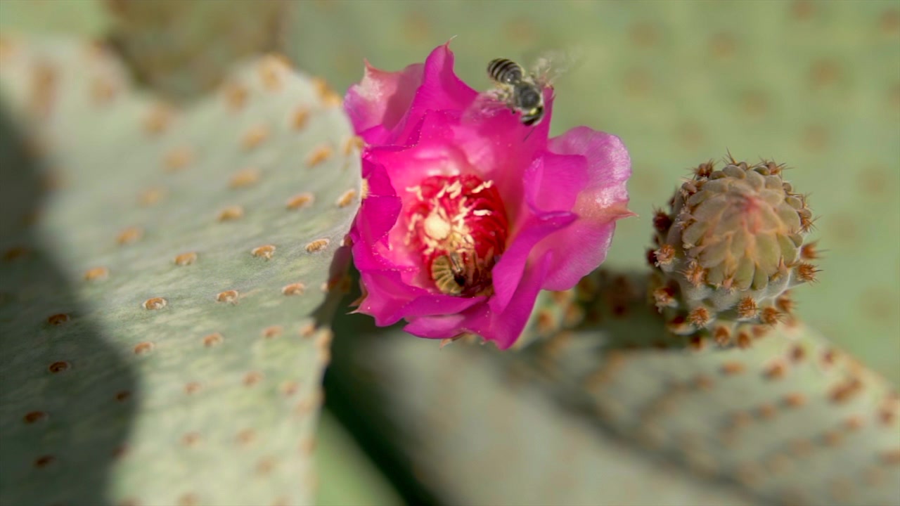 Bestøvning - bier og en blomst fra en figenkaktus, Opuntia, Arizona, nærbillede