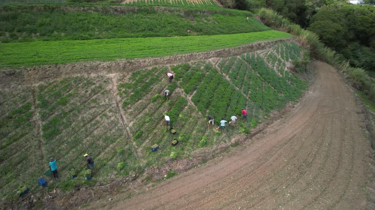 Workers harvesting crops on a rural hillside farm in Venezuela with an aerial view