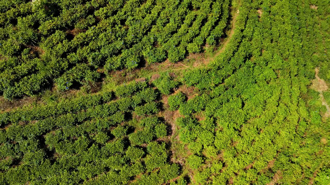 Discover the enchanting beauty of Nuwara Eliya’s tea plantations in Sri Lanka through stunning aerial drone footage.