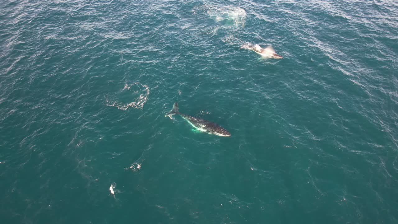 Aerial View Of Humpback Whales In Tropical Seascape, New South Wales, Australia - Drone Shot