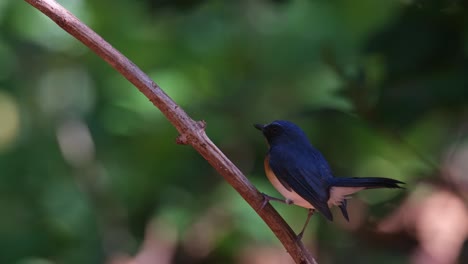 Die-Kamera-Schwenkt-Nach-Rechts-Und-Folgt-Der-Bewegung-Dieses-Zwitschernden-Und-Mit-Dem-Schwanz-Wedelnden-Vogels,-Indochinesischer-Blauschnäpper-Cyornis-Sumatrensis,-Thailand