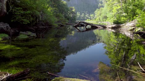 lago chico, a reflecting lake surrounded by dense green woods and fallen trees in sendero de los lagos, huerquehue national park, chile