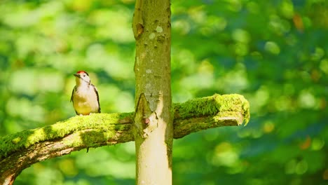 Great-Spotted-Woodpecker-in-forest-of-Friesland-Netherlands-looks-around-perched-on-moss-covered-broken-branch