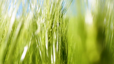 close up shot of young green wheat on nature in spring summer field