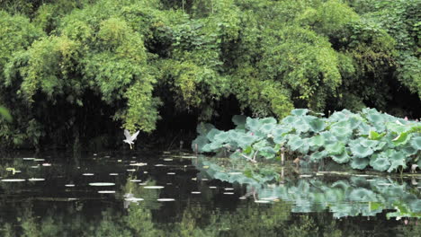 pájaros en cámara lenta volando sobre el pequeño lago, hangzhou, china