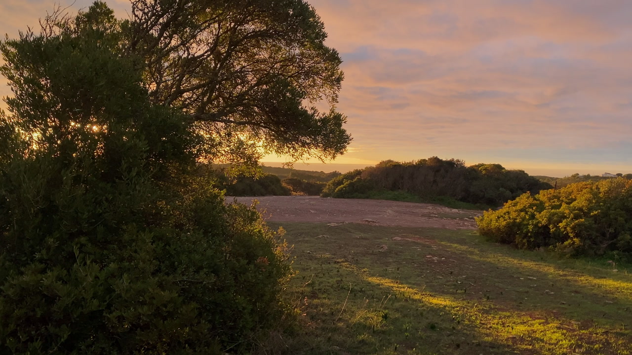 Golden hour sun rays illuminate green trees and path in a tranquil natural landscape