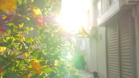 Blühender-Strauch-Im-Licht-Der-Hellen-Sonne