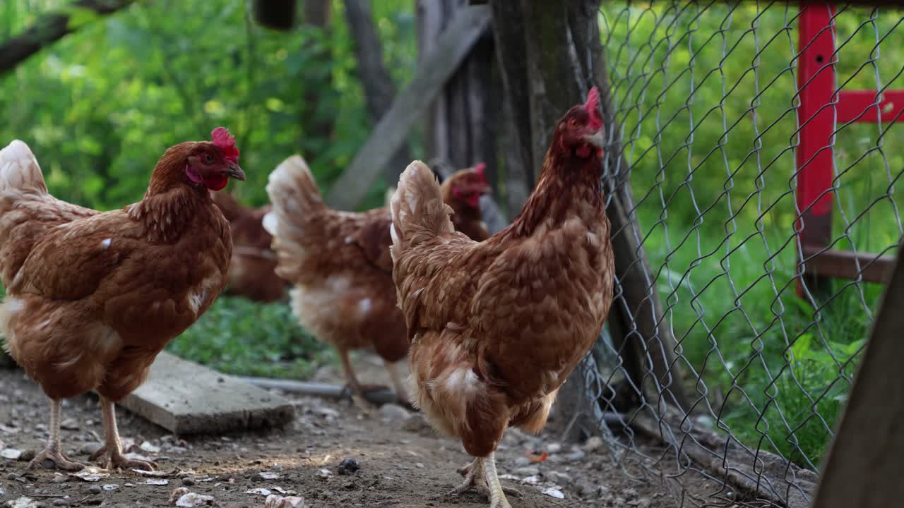 muchos pollos rojos en un día de verano en el pueblo