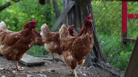 Viele-Rote-Hühner-An-Einem-Sommertag-Im-Dorf