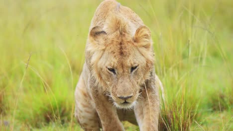 Slow-Motion-Shot-of-African-Wildlife-in-Maasai-Mara,-Young-male-lion-prowling-walking-through-the-green-lush-plains-of-Kenyan-National-Reserve,-Africa-Safari-Animals-in-Masai-Mara-North-Conservancy