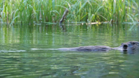 Mittlere-Aufnahme-Eines-Bibers,-Der-In-Einem-Kleinen-Teich-Schwimmt